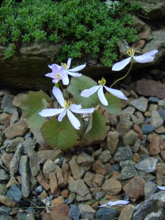 Jeffersonia dubia