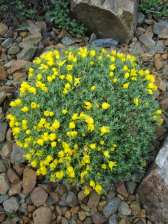 Vitaliana primuliflora