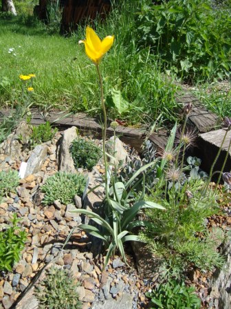 Tulipa silvestris