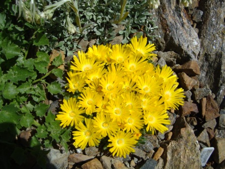 Delosperma basuticum Gold nugget