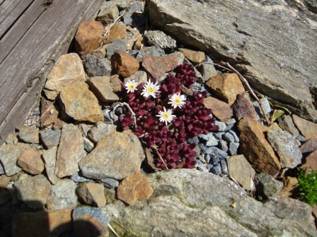 Delosperma hogan - Sani pass