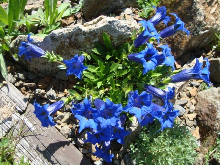 Gentiana acualis