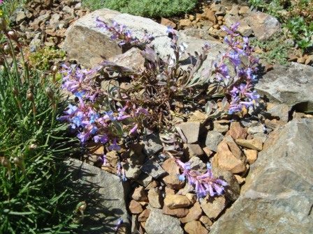 Penstemon arenicola