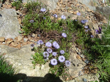 Globularia Cordifolia