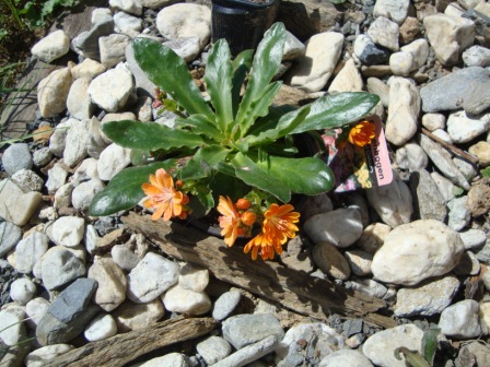 Lewisia cotydelon hybrid Regenbogen