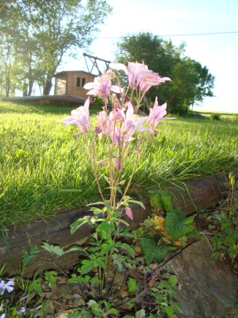 Aquilegia coerulea