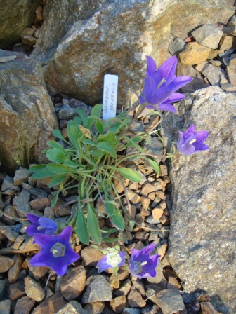 Campanula saxifraga