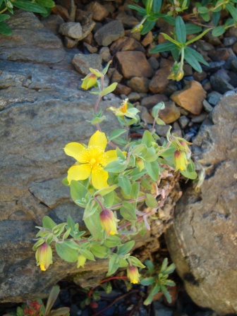 Hypericum olympicum ?