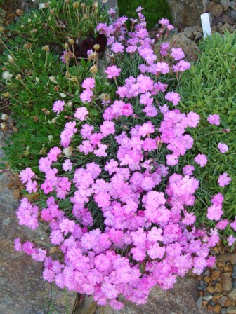 Dianthus ?