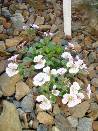 Gypsophila cerastioides