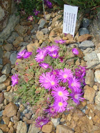 Delosperma Gold Nugget ("basuticum") (Oxbow 3050m.n.m.