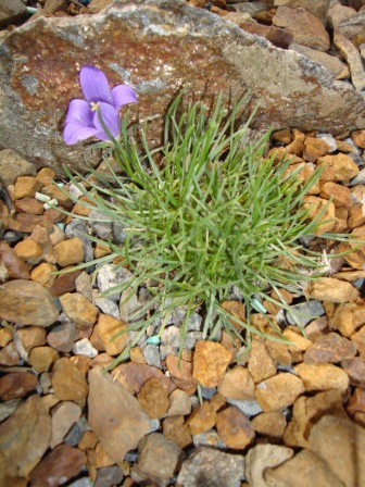 Edraianthus dinaricus