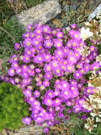 Delosperma spalmanthoides