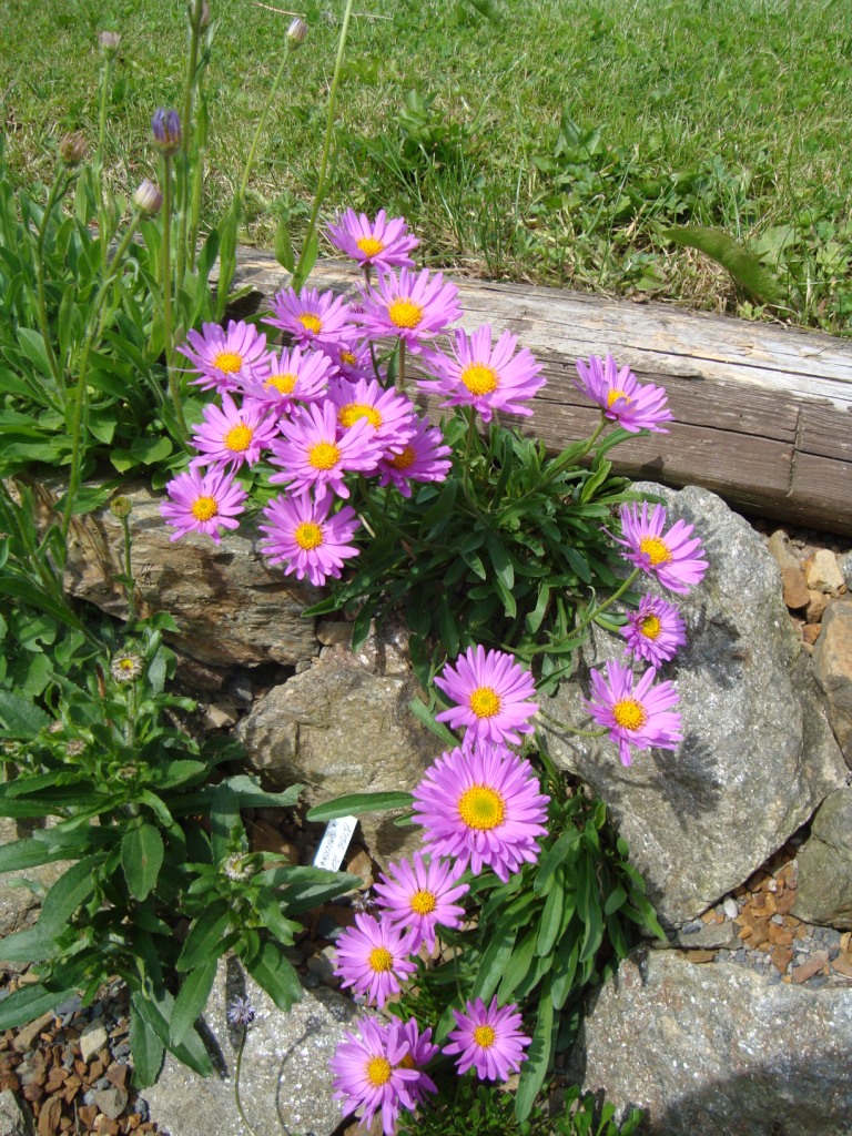 Aster novae ?