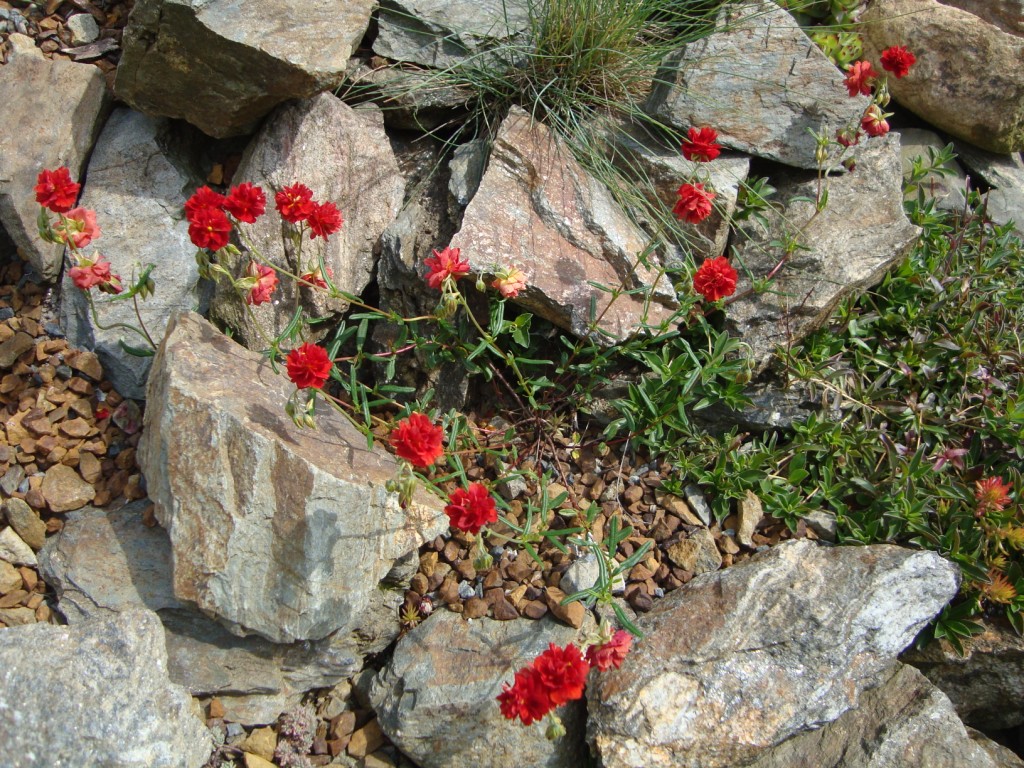 Helianthemum Amabile Plenum ?