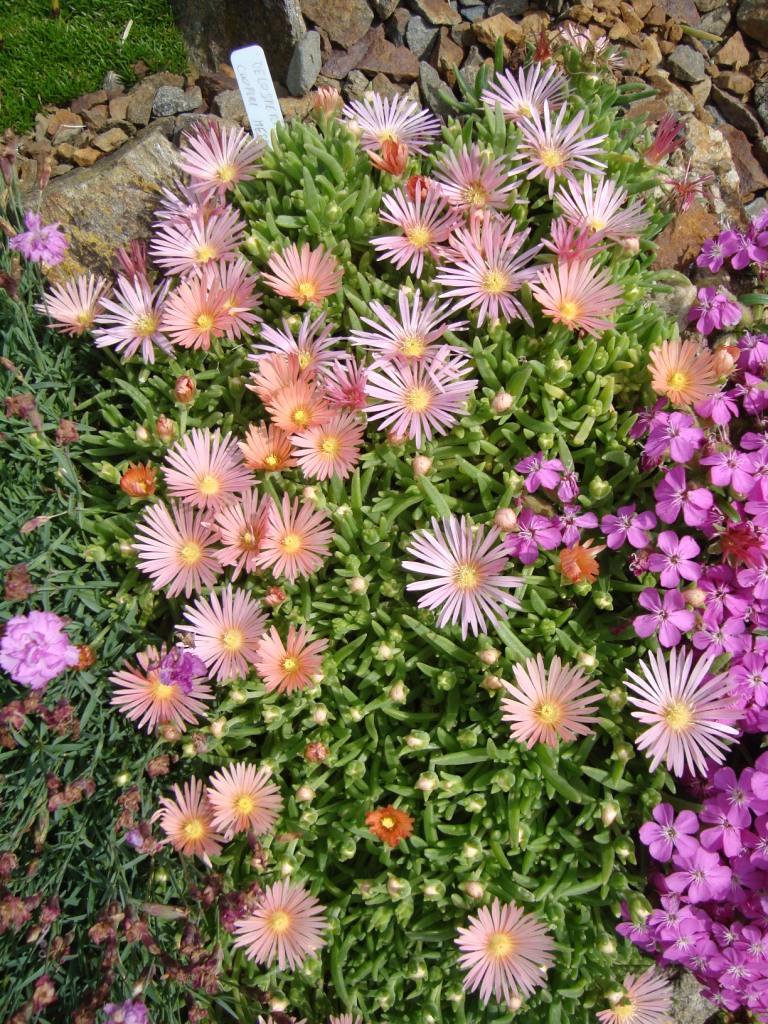 Delosperma cooperi  " Mesa Verde "