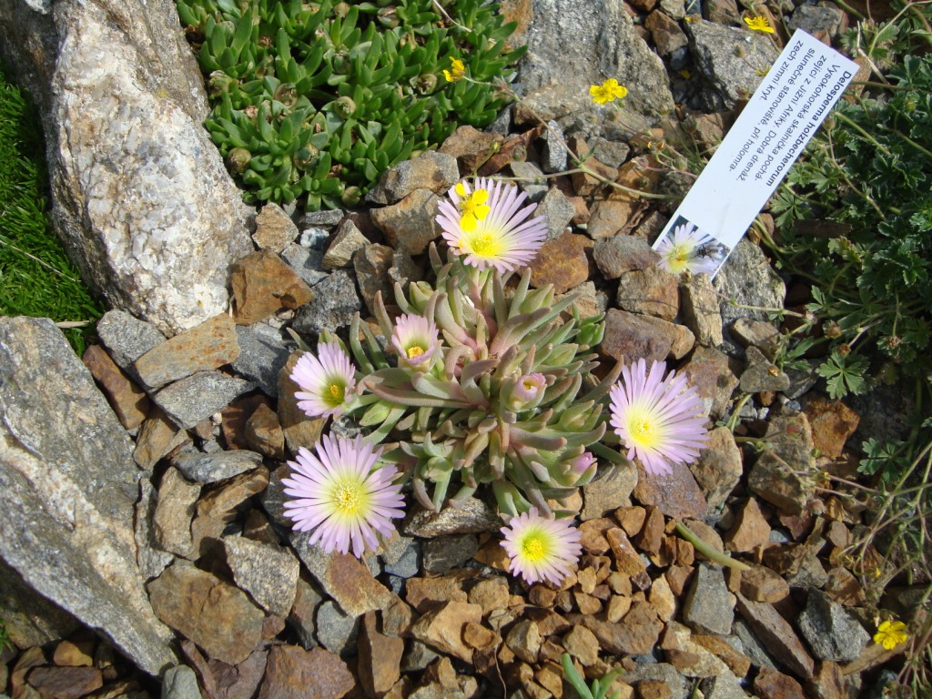 Delosperma holzbecherorum (aff hirtum - Dračí hory )