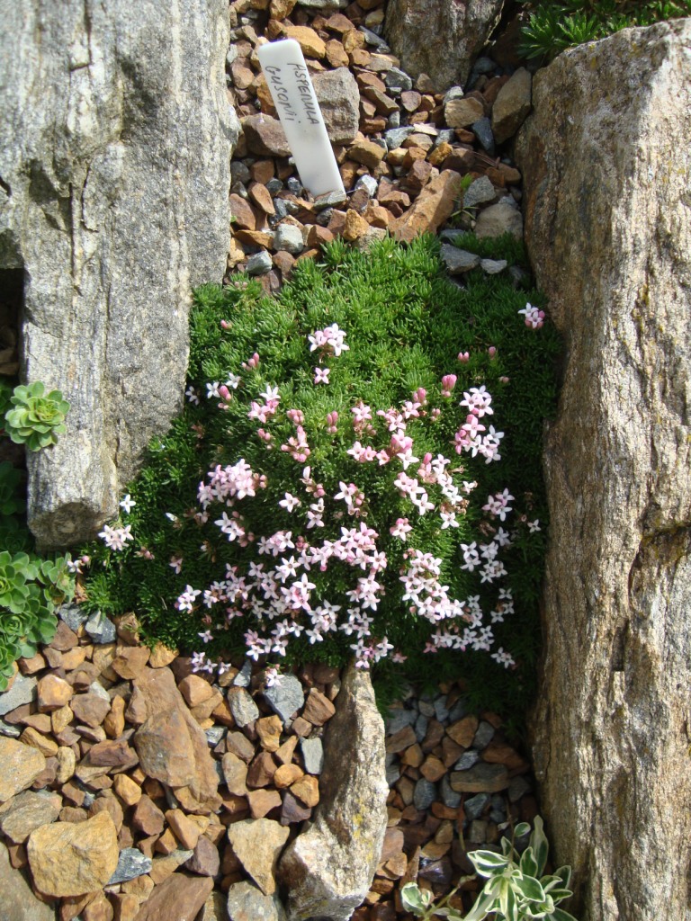 Asperula gusonii