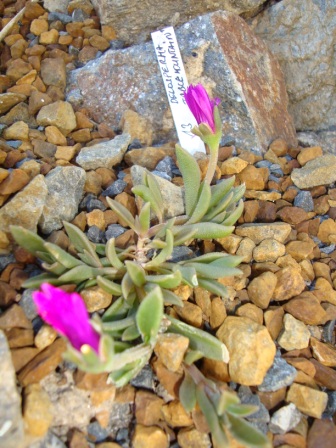 Delosperma " Tabble moutain "