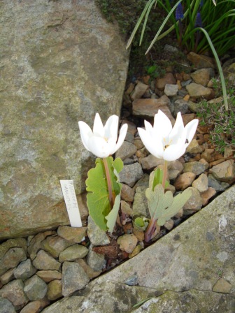 Sanguinaria canadensis