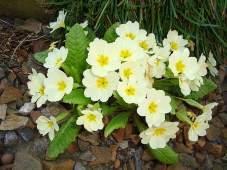 Primula acaulis