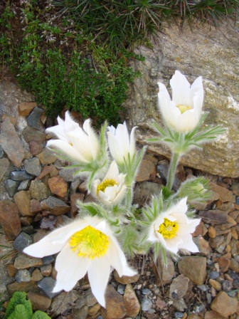 Pulsatilla vulgaris " alba "