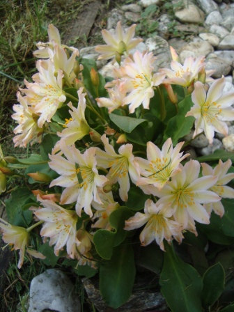 Lewisia tweedy