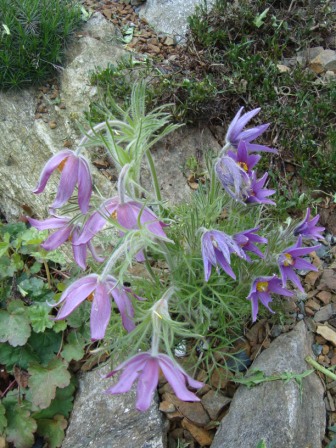 Pulsatilla vulgaris2