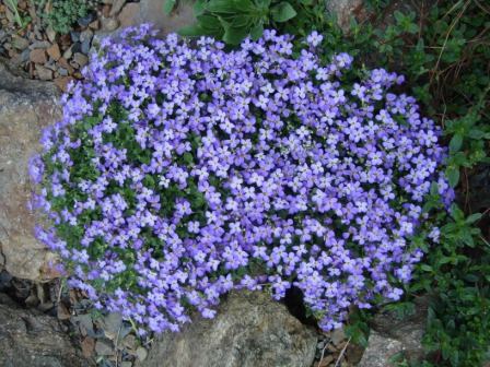 Phlox subulata ´Benita