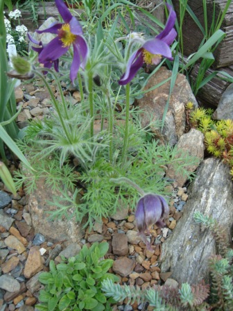 Pulsatilla vulgaris hybrid " Papageno "