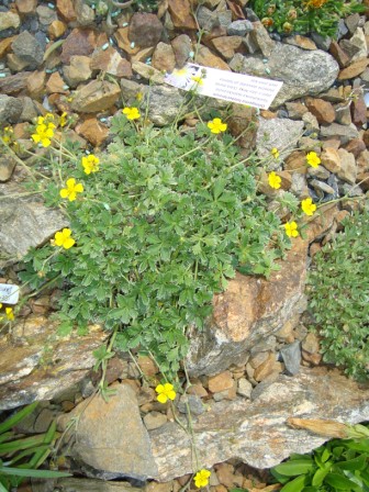 Potentilla ?